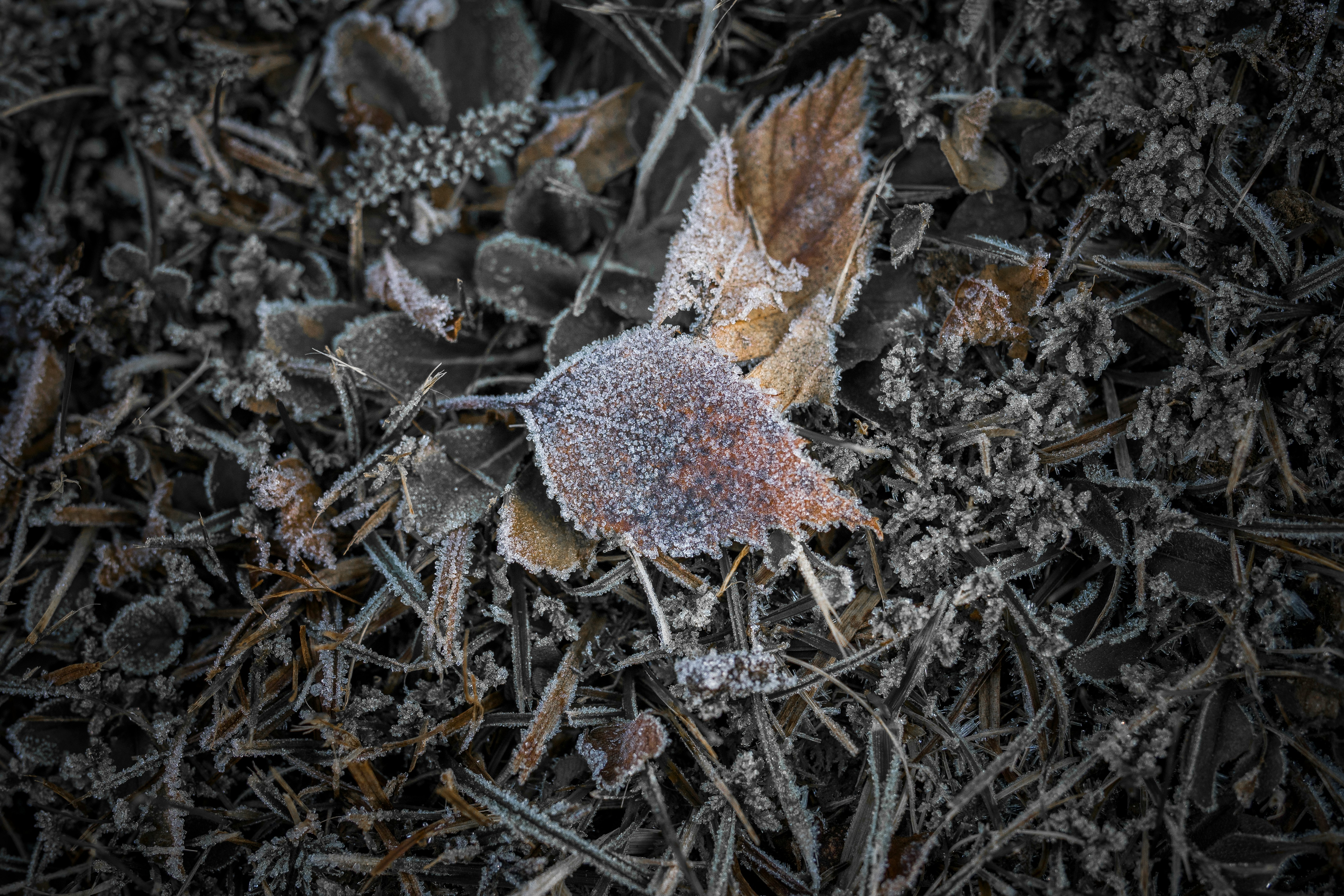 view photography of leaves